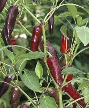 Light Brown Chili Seeds for Planting - 100 pcs